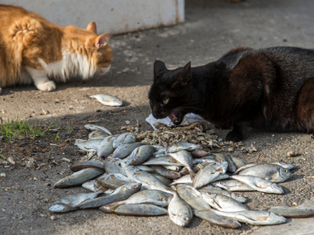 can-cats-eat-raw-fish