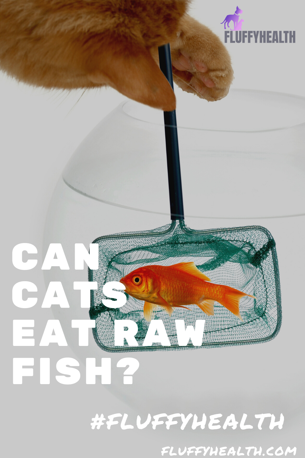 can-cats-eat-raw-fish