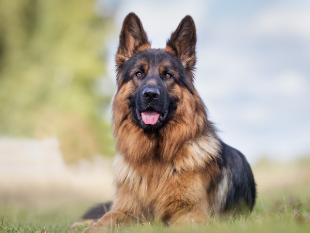 top-10-most-loyal-dog-breeds