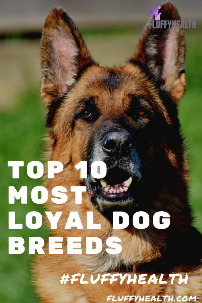 top-10-most-loyal-dog-breeds