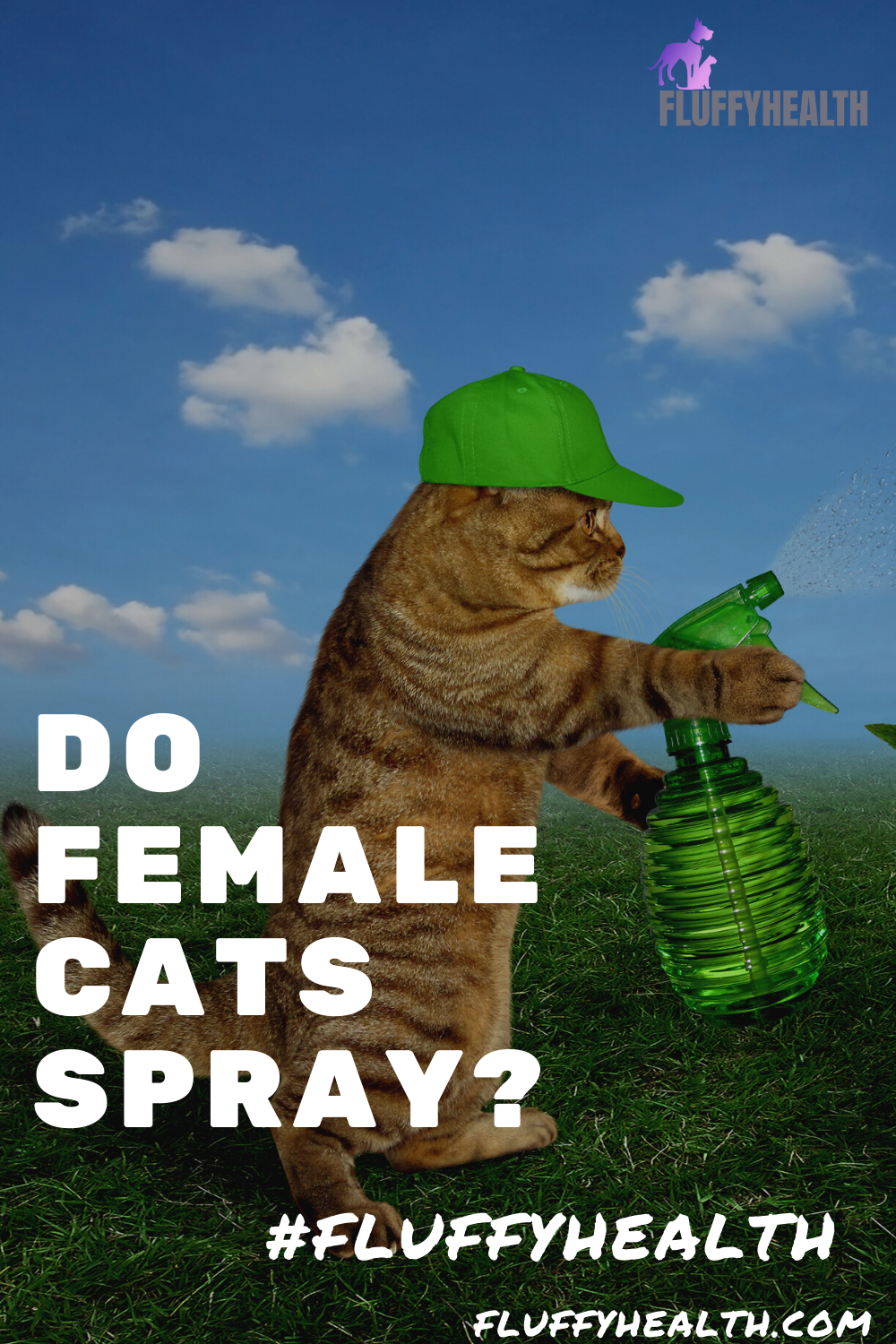 do-female-cats-spray