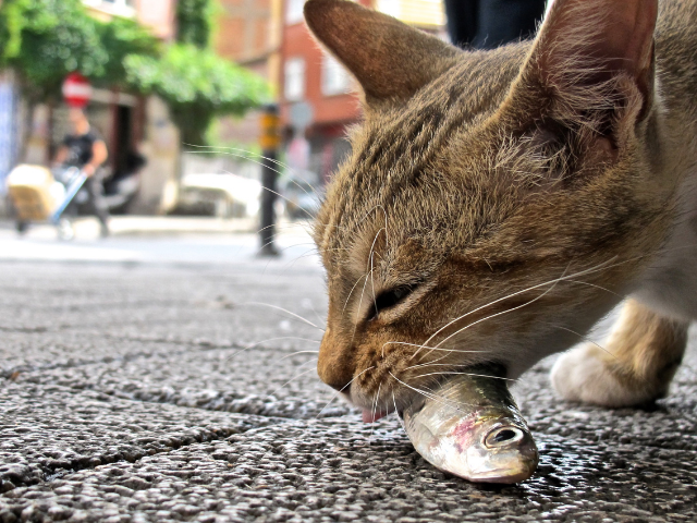 can-cats-eat-raw-fish