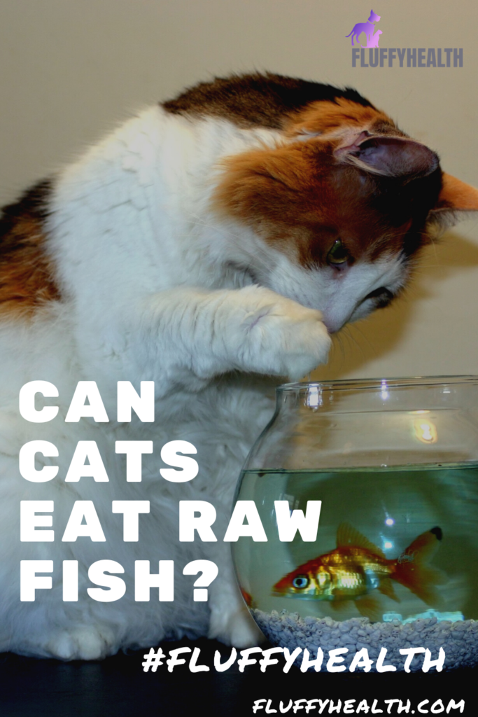 can-cats-eat-raw-fish