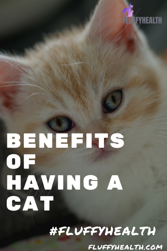 benefits-of-having-a-cat