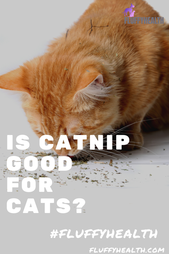 is-catnip-good-for-cats
