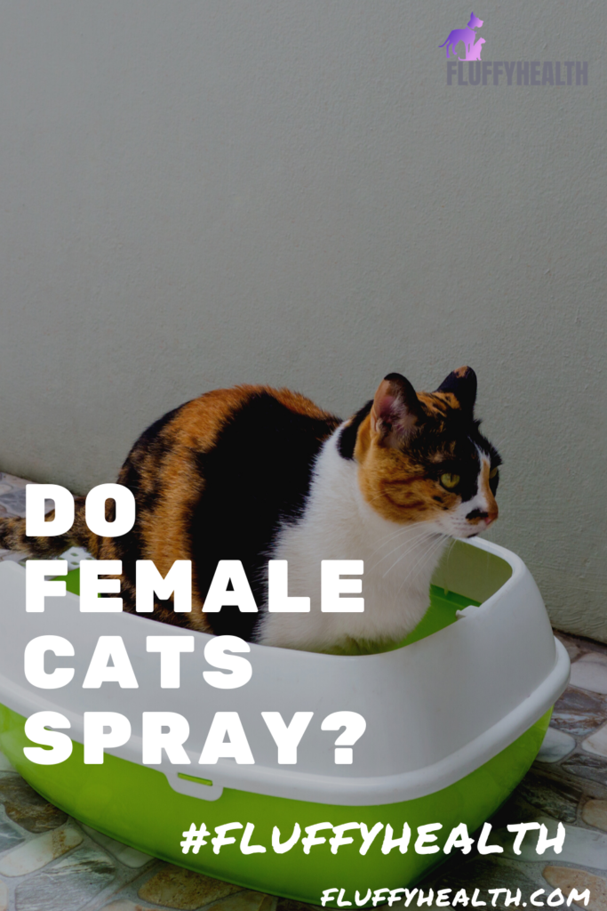 If your cat is an asshole, you'll wish you got these clever things sooner