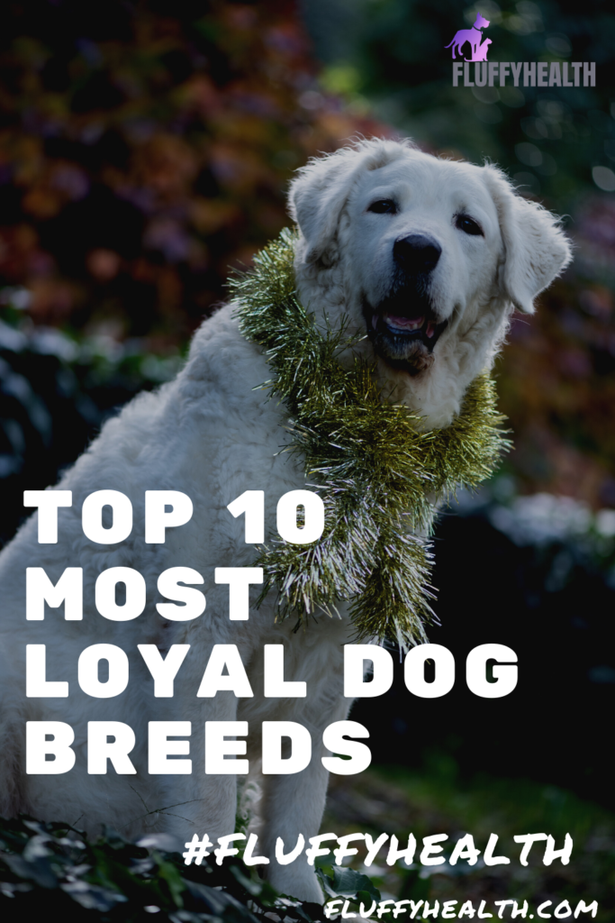 Top 10 Most Loyal Dog Breeds - Fluffyhealth