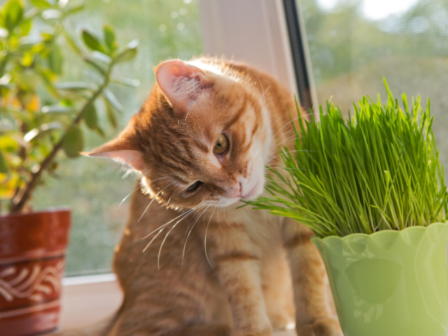 is-catnip-good-for-cats