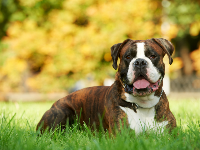 top-10-most-loyal-dog-breeds