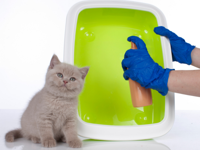 Do Female Cats Spray? 4 Surprising Facts Fluffyhealth