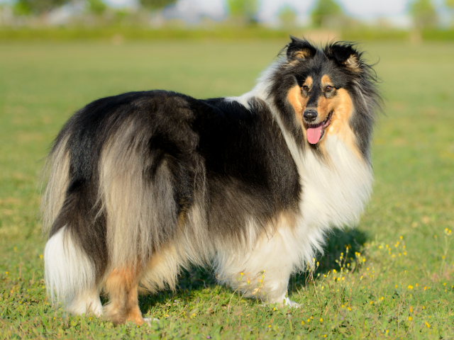 top-10-most-loyal-dog-breeds