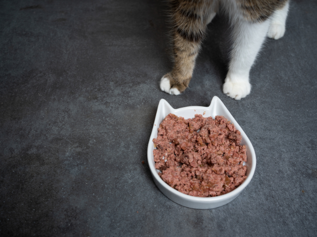what-is-cat-food-made-of