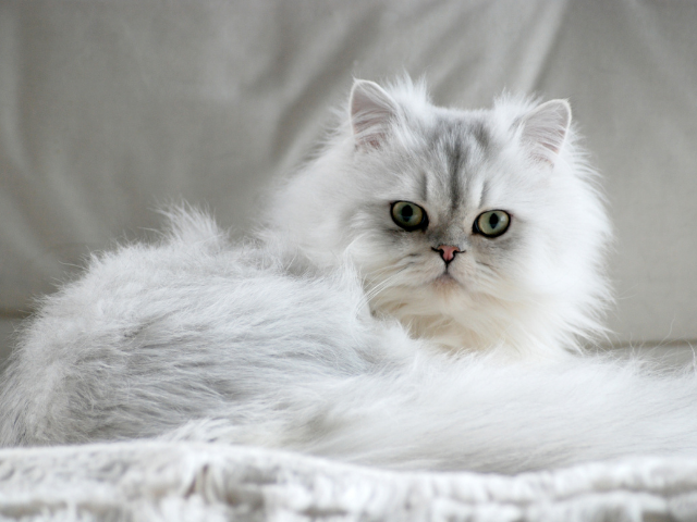 best-cat-breeds-for-first-time-owners