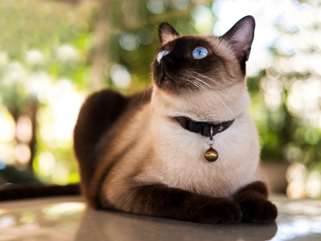 best-cat-breeds-for-first-time-owners