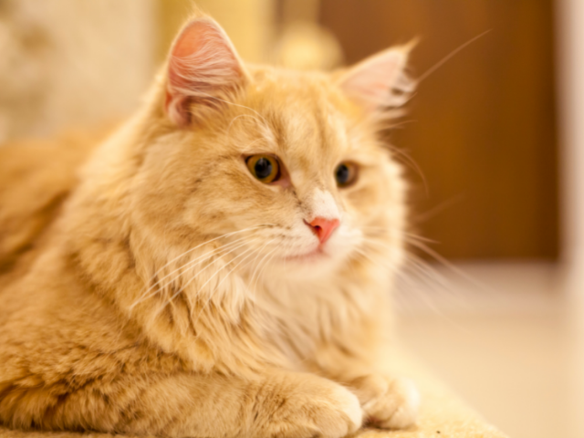 best-cat-breeds-for-allergies