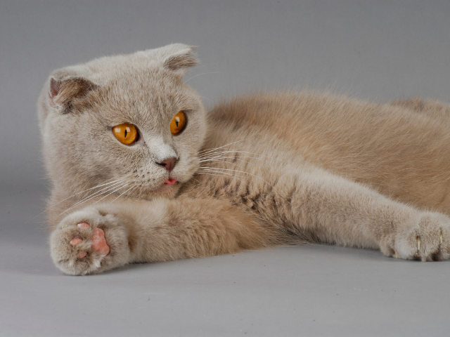 best-cat-breeds-for-first-time-owners