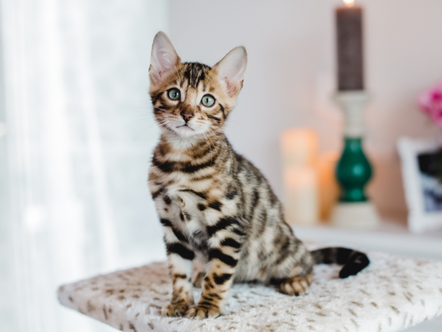 best-cat-breeds-for-first-time-owners