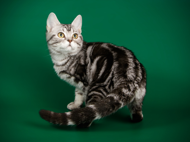 the-best-cat-breeds-for-first-time-owners