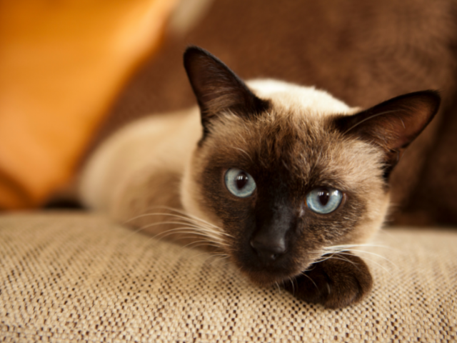 best-cat-breeds-for-allergies