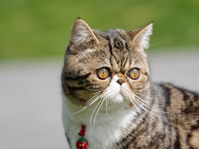 the-best-cat-breeds-for-first-time-owners