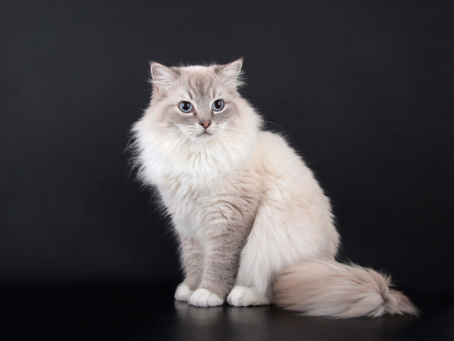 best-cat-breeds-for-first-time-owners