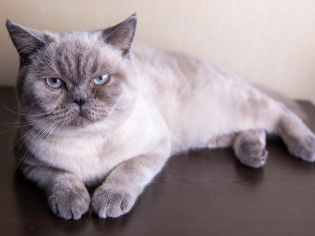 the-best-cat-breeds-for-allergies