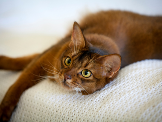 best-cat-breeds-for-first-time-owners