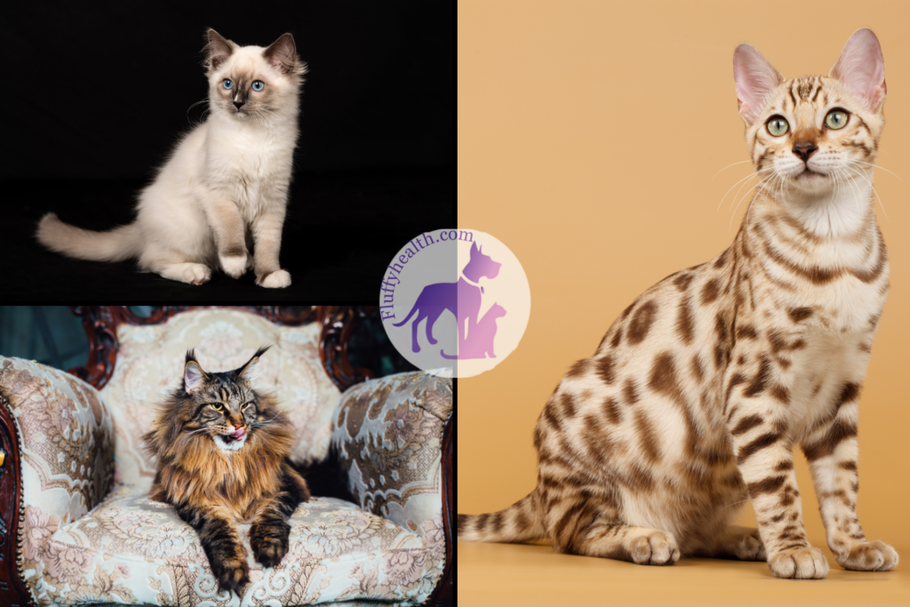 best-cat-breeds-for-first-time-owners