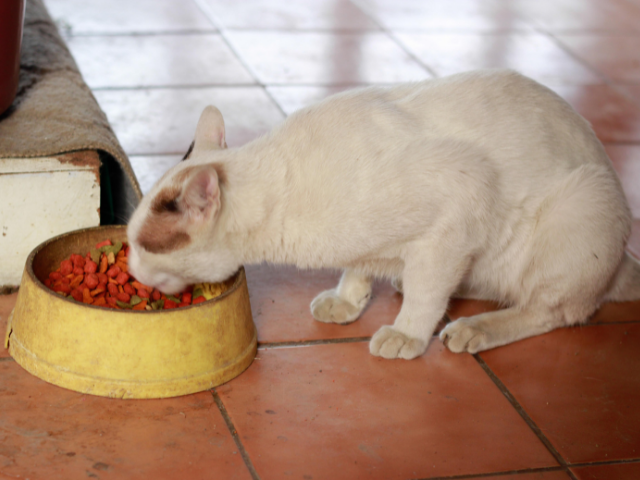 can-cats-eat-dog-food