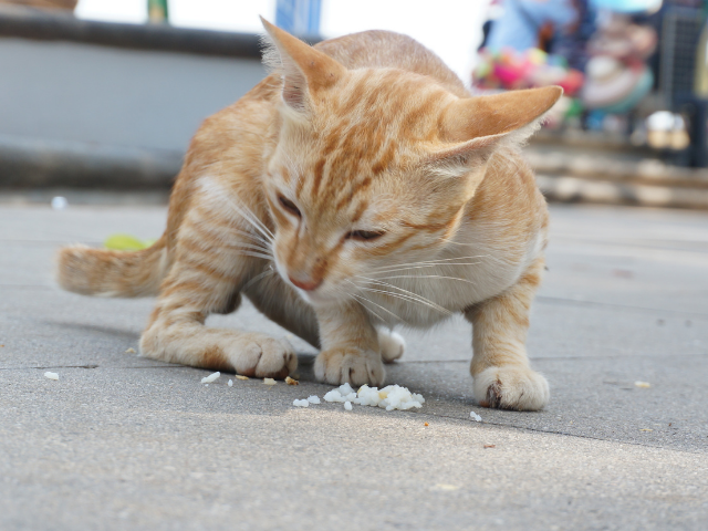 can-cats-eat-rice