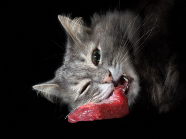 can-cats-eat-raw-meat