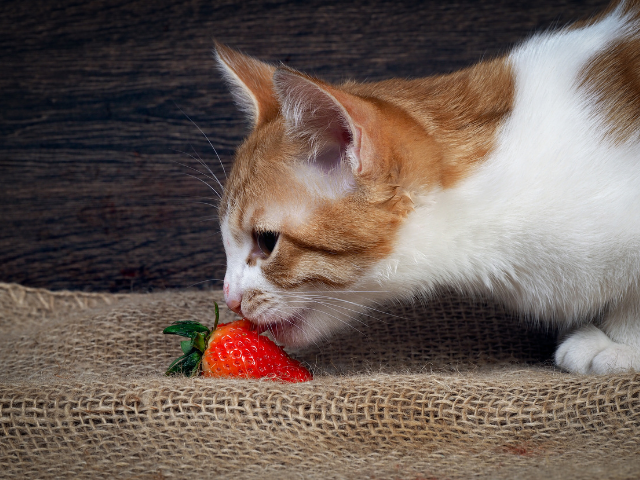 can-cats-eat-strawberries