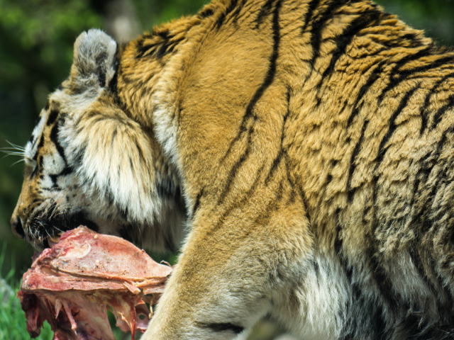 can-cats-eat-raw-meat