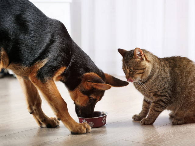 can-cats-eat-dog-food