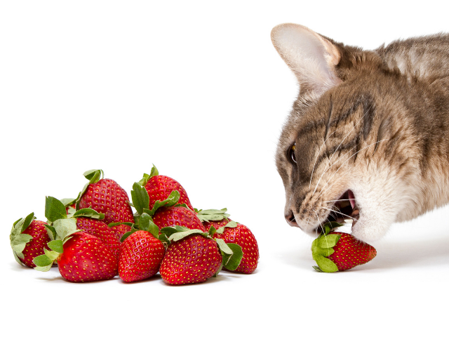 can-cats-eat-strawberries