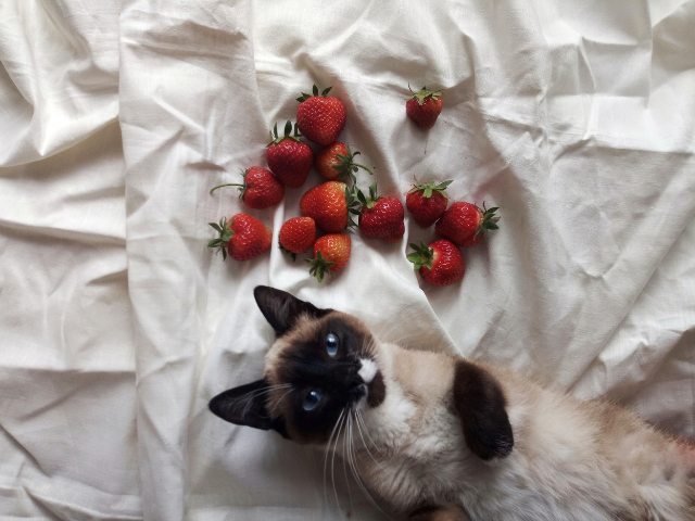 can-cats-eat-strawberries