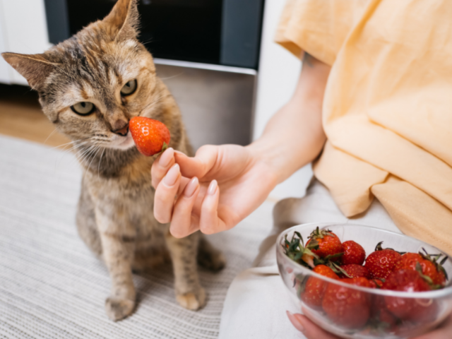 can-cats-eat-strawberries