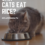 Can Cats Eat Rice? The #1 Undeniable Truth