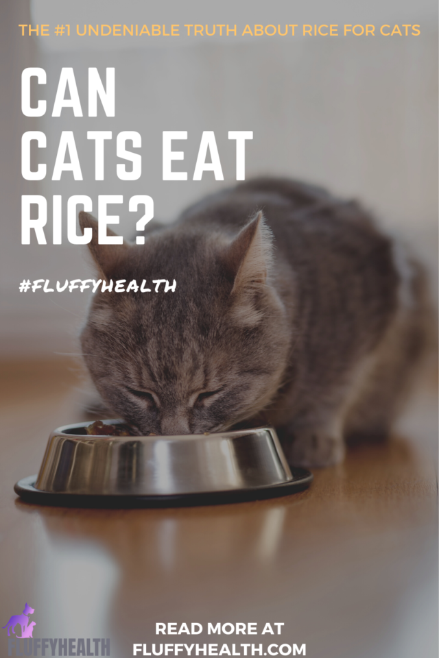 Can Cats Eat Rice? The 1 Undeniable Trut.. Fluffyhealth