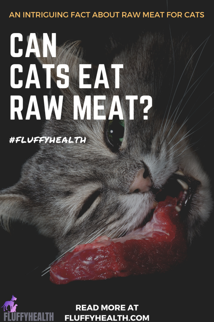 Can Cats Eat Raw Meat? Intriguing Fact 2... Fluffyhealth