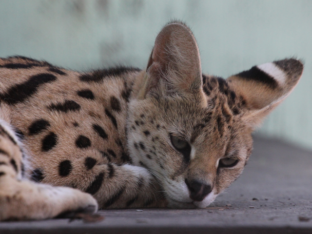 Do Serval Cats Make A Good Pet? 1 Best... Fluffyhealth