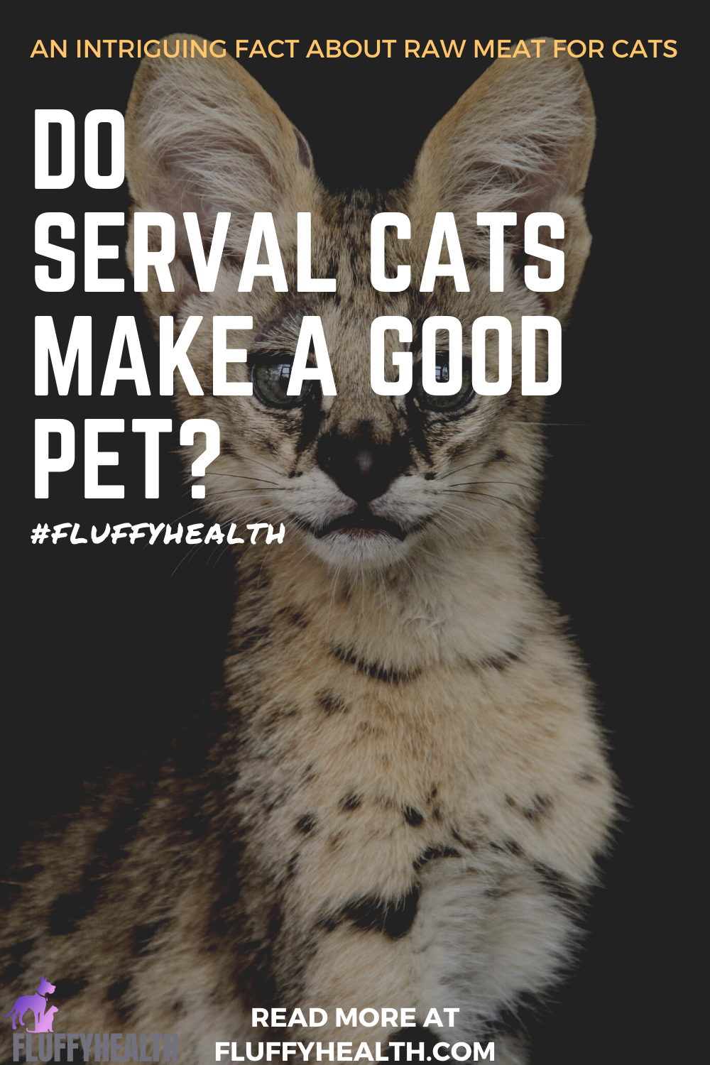 do-serval-cats-make-a-good-pet-image-1