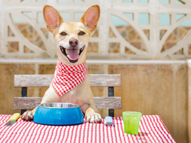 can-dogs-eat-coconut-oil