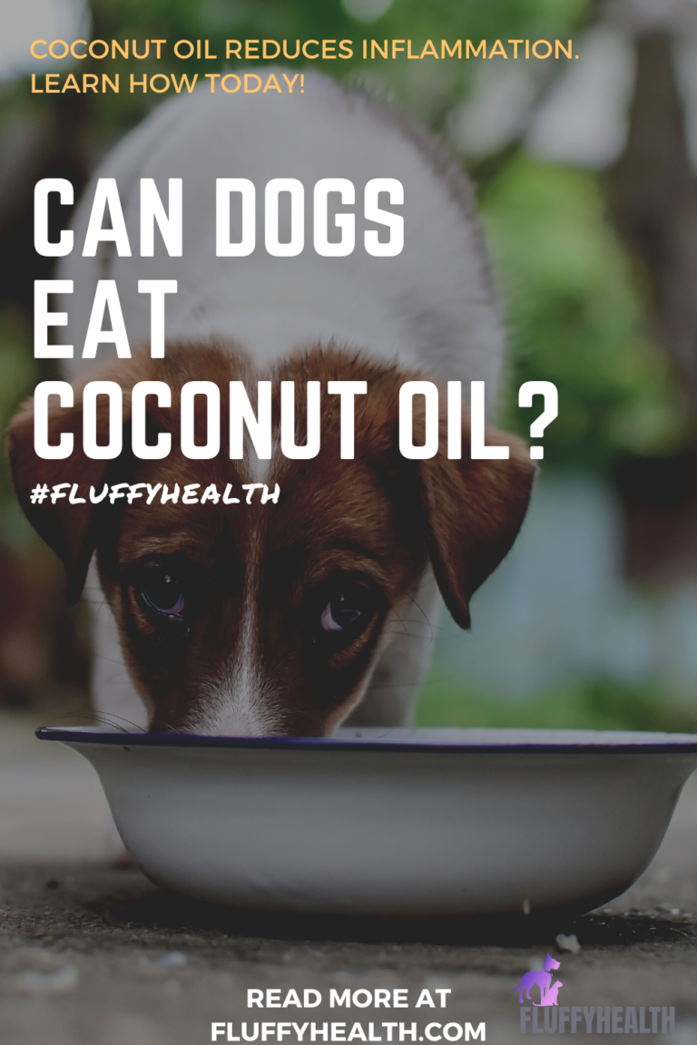 Can Dogs Eat Coconut Oil? 3 Outstanding B... Fluffyhealth