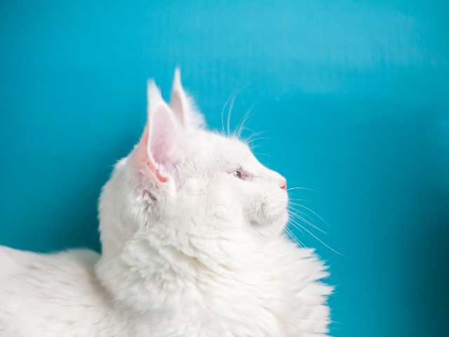 What-Causes-Deafness-In-Cats-1