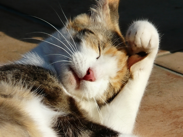 What-Causes-Deafness-In-Cats-2