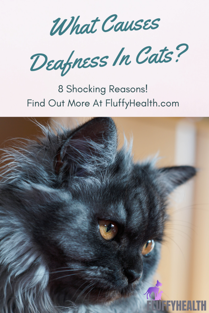 What-Causes-Deafness-In-Cats-4