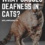 What Causes Deafness In Cats? 8 Shocking Reasons!