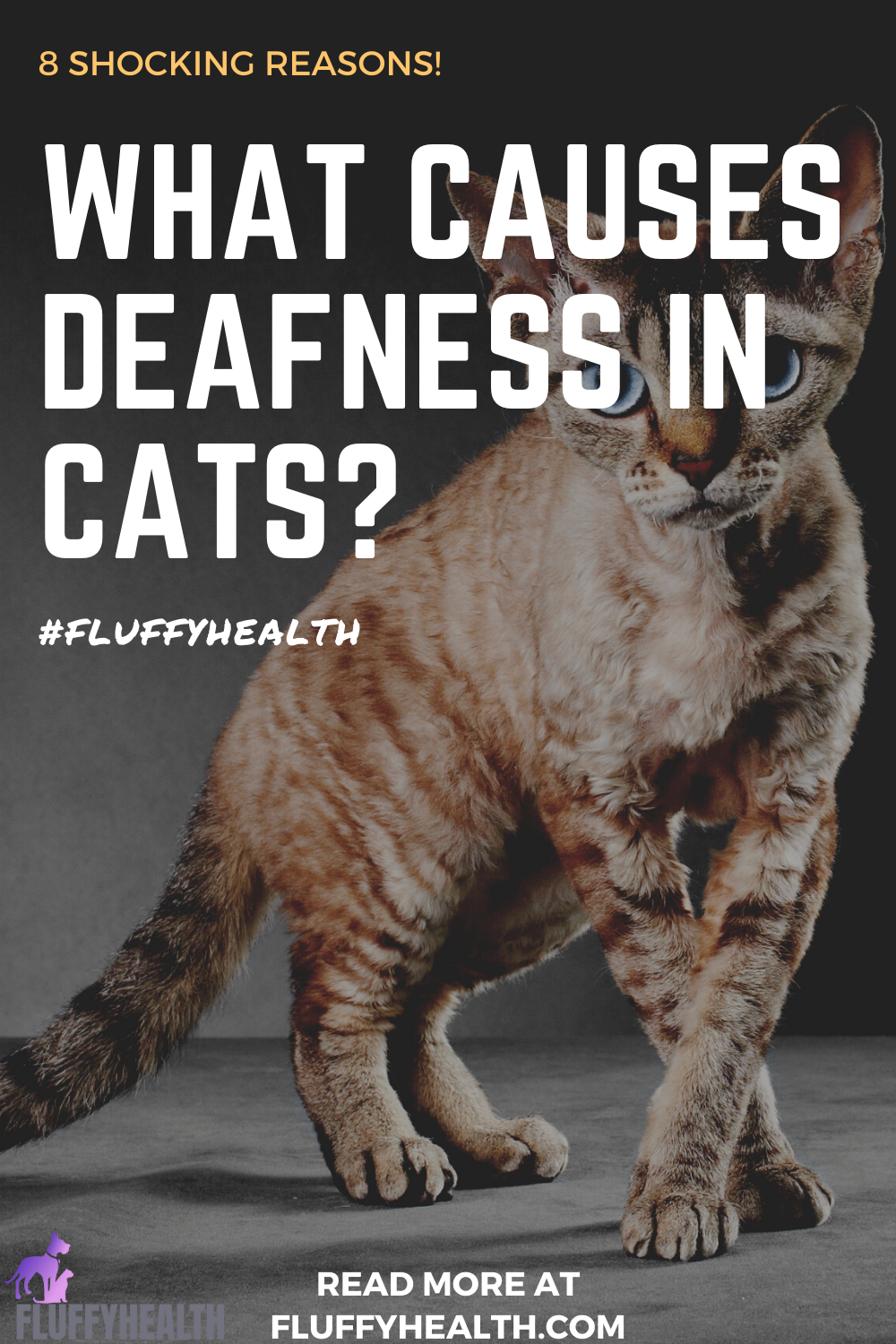 What-Causes-Deafness-In-Cats-5