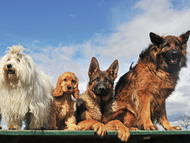 What-Are-The-Best-Guard-Dogs-That-Don't-Shed-Group-Of-Dogs-2